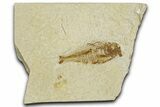Bargain, Fossil Fish (Diplomystus) - Wyoming #379487-1